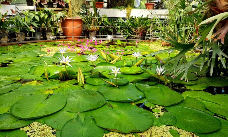 Excursie la Grădina Botanică Jibou Excursie la Grădina Botanică Jibou